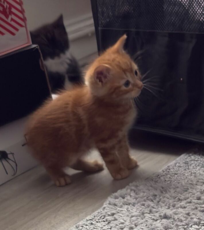 Kittens 9 weeks old - Image 4 of 4