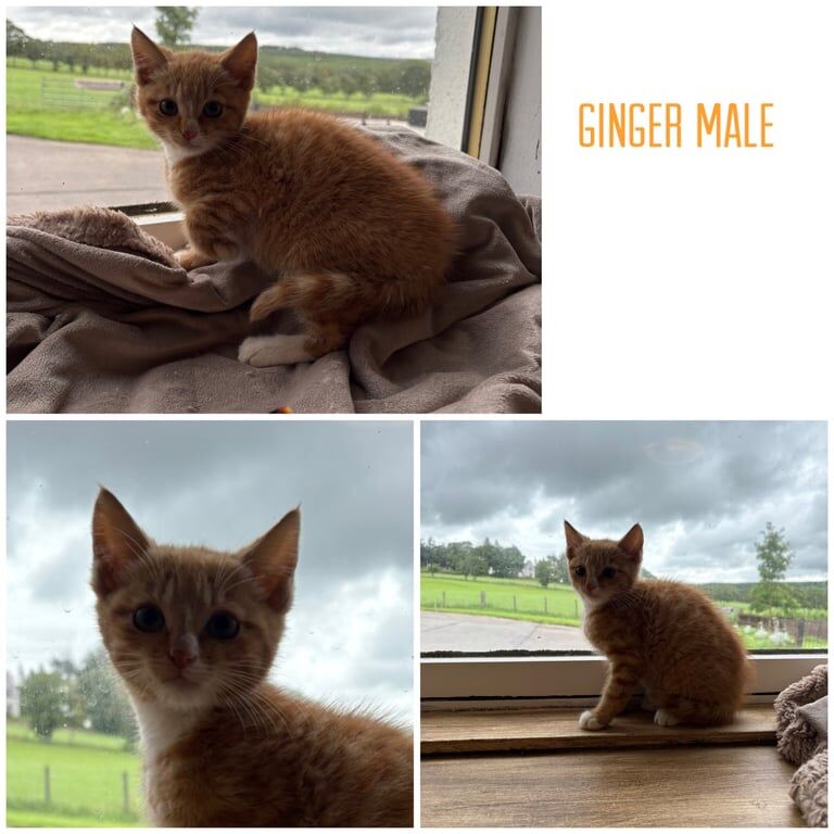 British Shorthair kittens for sale in Neilston, Renfrewshire – 9 weeks old