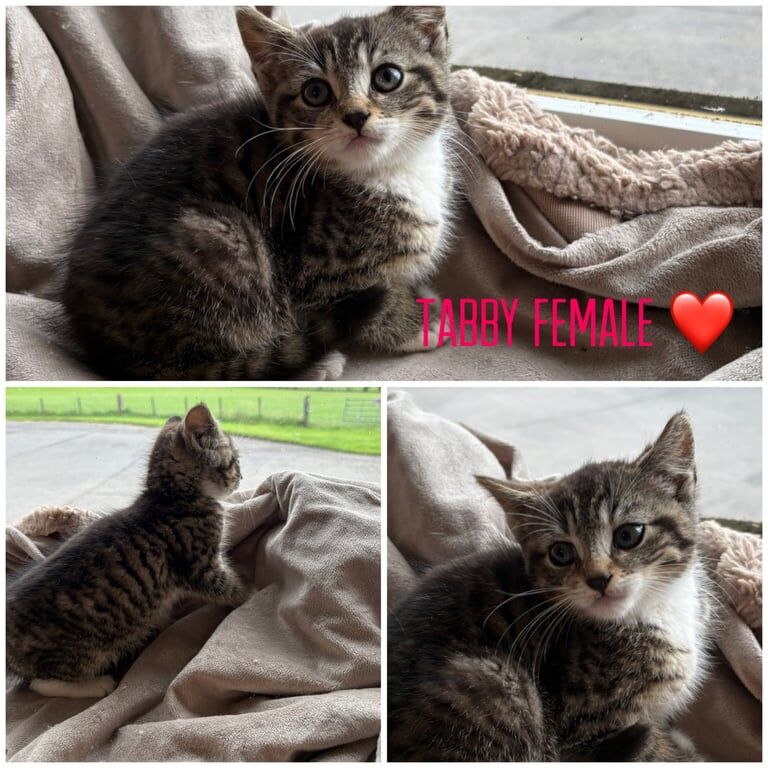 British Shorthair kittens for sale in Neilston, Renfrewshire – 9 weeks old - Image 2 of 3