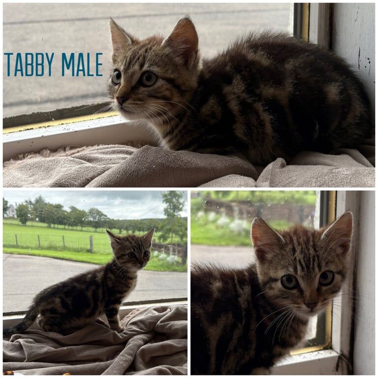 British Shorthair kittens for sale in Neilston, Renfrewshire – 9 weeks old - Image 3 of 3