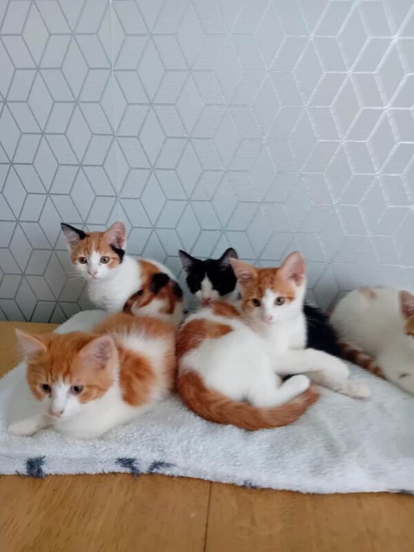 Kittens all sold