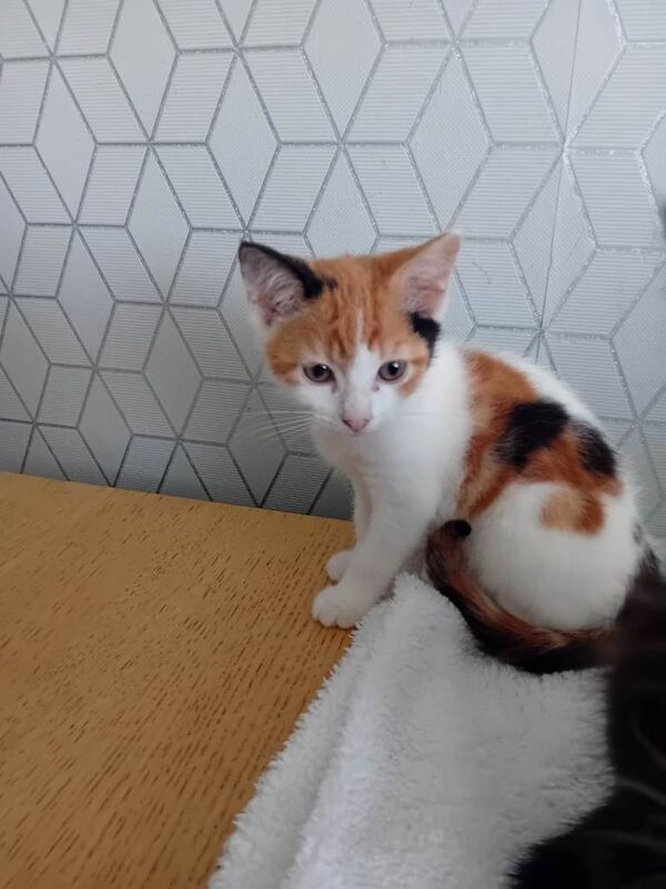 Kittens all sold - Image 2 of 5