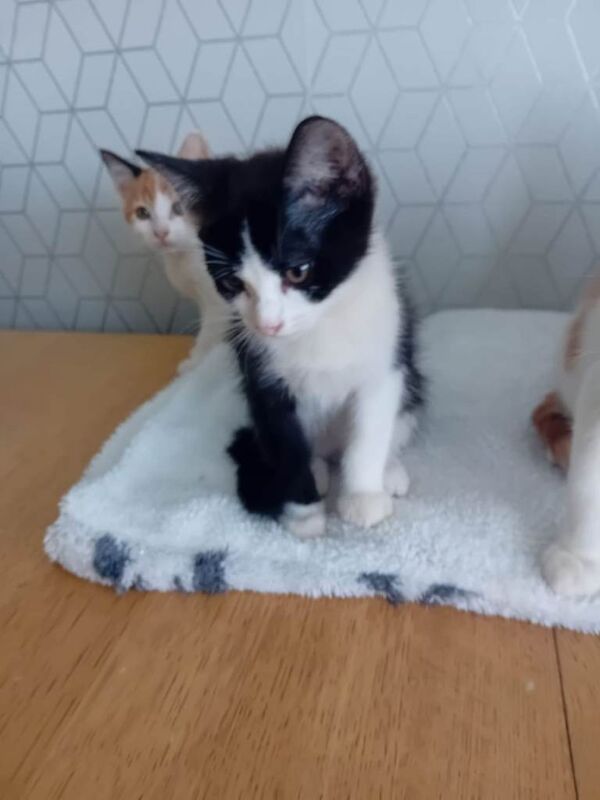 Kittens all sold - Image 4 of 5