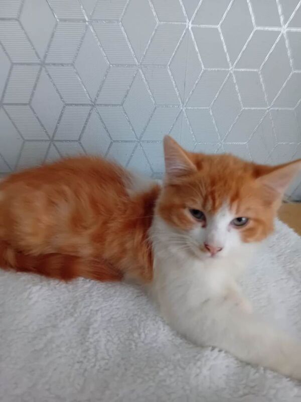 Kittens all sold - Image 5 of 5