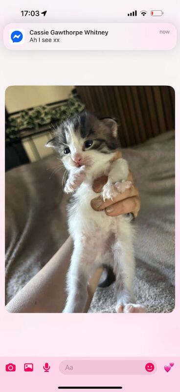 British Shorthair kittens for sale in Kingston upon Hull, East Riding of Yorkshire – 5 weeks old