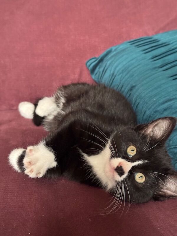 British Shorthair kittens for sale in East Dunbartonshire – 3 months old