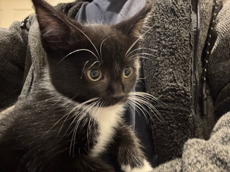 Kittens Black and grey - Image 2 of 3