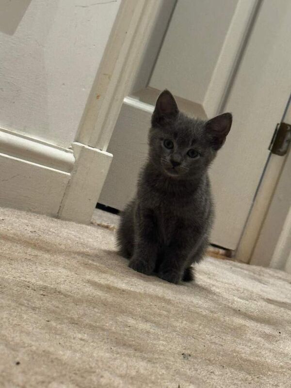 Kittens Black and grey - Image 3 of 3