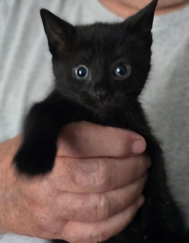 Kittens (boys) for sale in Wickford, Essex
