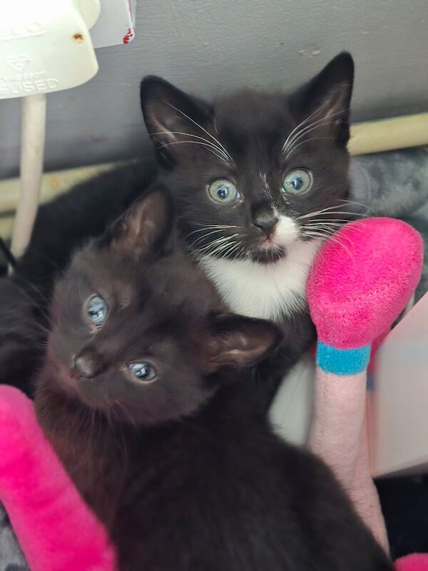 Kittens (boys) for sale in Wickford, Essex | Image 3