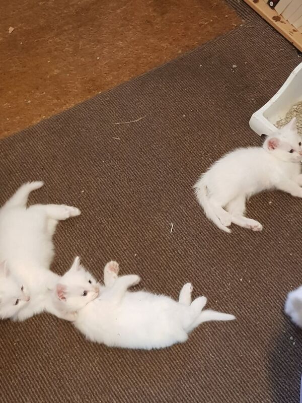 British Shorthair kittens for sale in Thetford, Norfolk – 4 weeks old