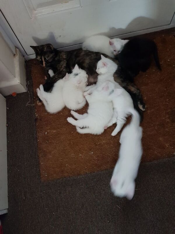 Kittens British long and shorthaired - Image 2 of 3