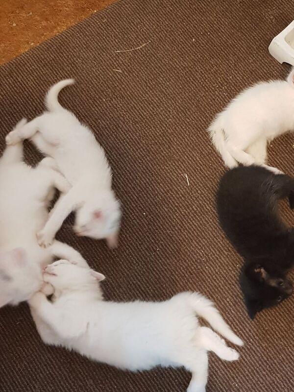 Kittens British long and shorthaired - Image 3 of 3