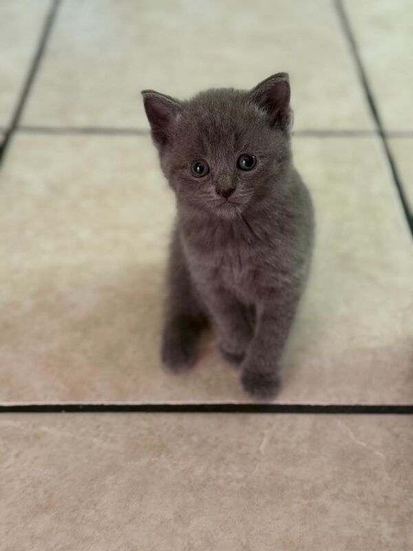 British Shorthair kittens for sale in Daventry, Northamptonshire – 6 weeks old
