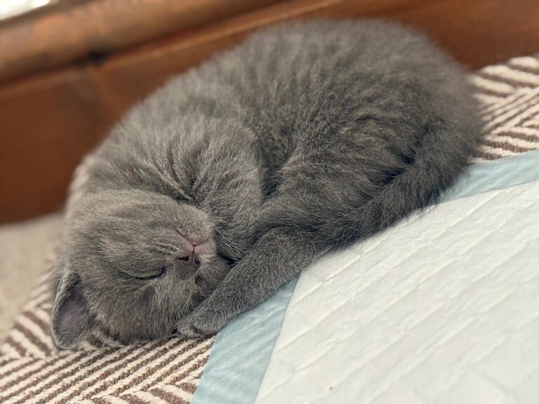 British Shorthair kittens for sale in Daventry, Northamptonshire – 6 weeks old - Image 2 of 3