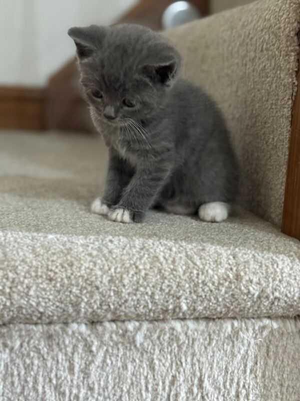 British Shorthair kittens for sale in Daventry, Northamptonshire – 6 weeks old - Image 3 of 3