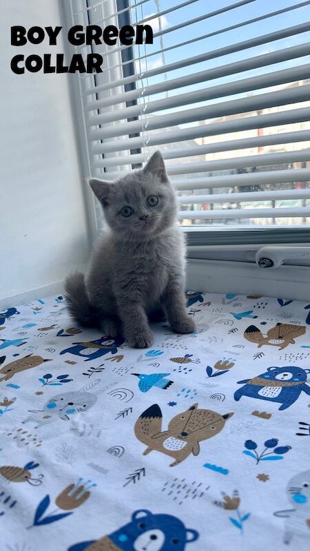 British Shorthair kittens for sale in Plymouth, Devon – 8 weeks old