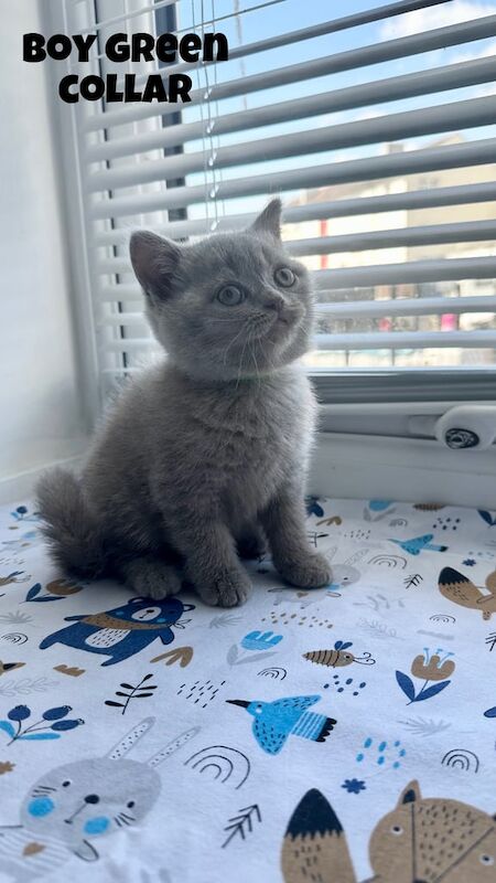 British Shorthair kittens for sale in Plymouth, Devon – 8 weeks old - Image 2 of 3