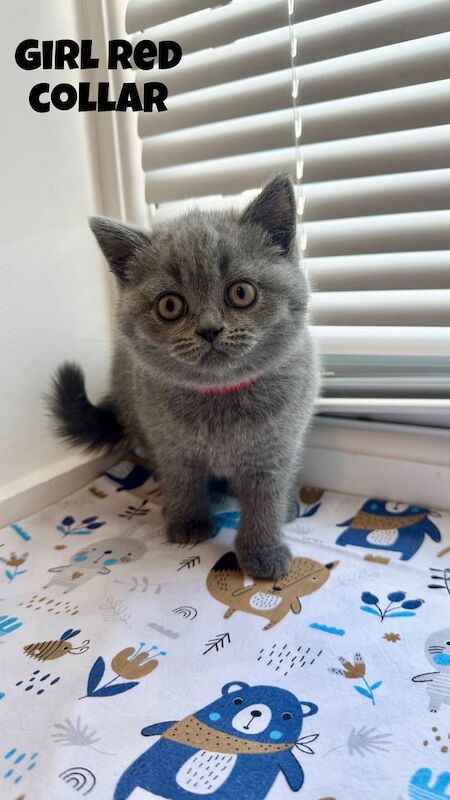 British Shorthair kittens for sale in Plymouth, Devon – 8 weeks old - Image 3 of 3