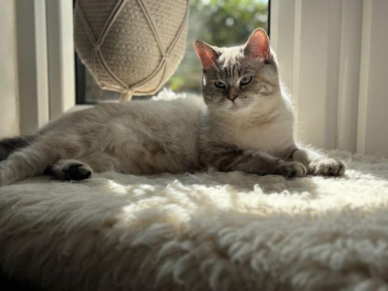 Kittens British shorthair/ longhair