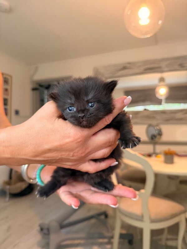 Kittens British shorthair/ longhair - Image 2 of 5