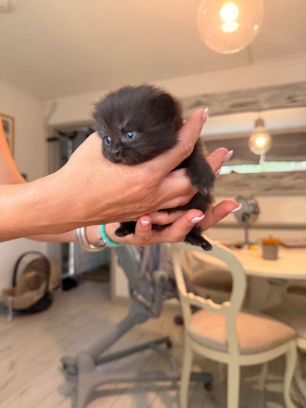 Kittens British shorthair/ longhair - Image 3 of 5