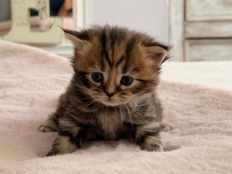Kittens British shorthair/ longhair - Image 4 of 5