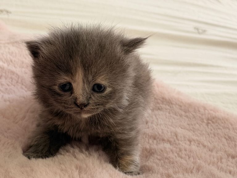 Kittens British shorthair/ longhair - Image 5 of 5