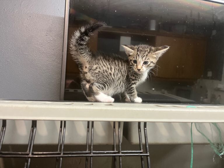 Kittens British shorthair x barn cat x Siamese