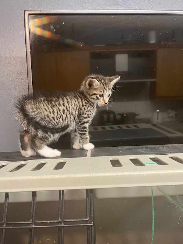 Kittens British shorthair x barn cat x Siamese - Image 2 of 5
