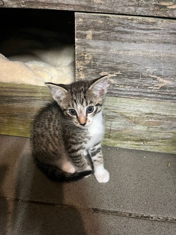 Kittens British shorthair x barn cat x Siamese - Image 3 of 5