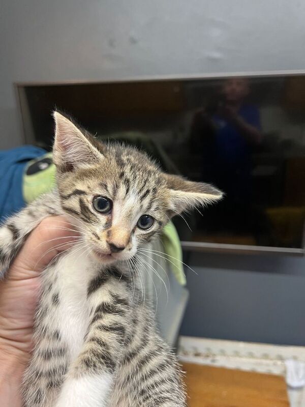 Kittens British shorthair x barn cat x Siamese - Image 4 of 5