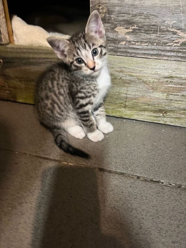 Kittens British shorthair x barn cat x Siamese - Image 5 of 5