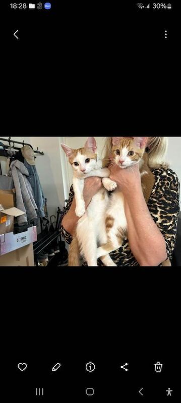 British Shorthair Kittens For Sale Under £300