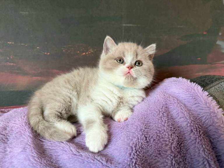 British Shorthair Kittens For Sale