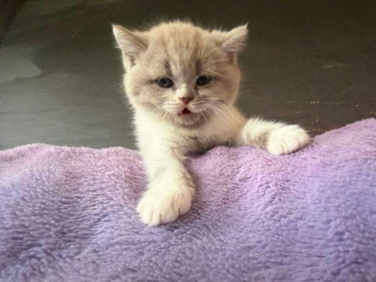 Kittens BSH/BLH - Image 2 of 3