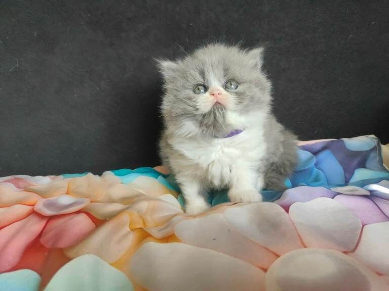 Kittens BSH/BLH - Image 3 of 3