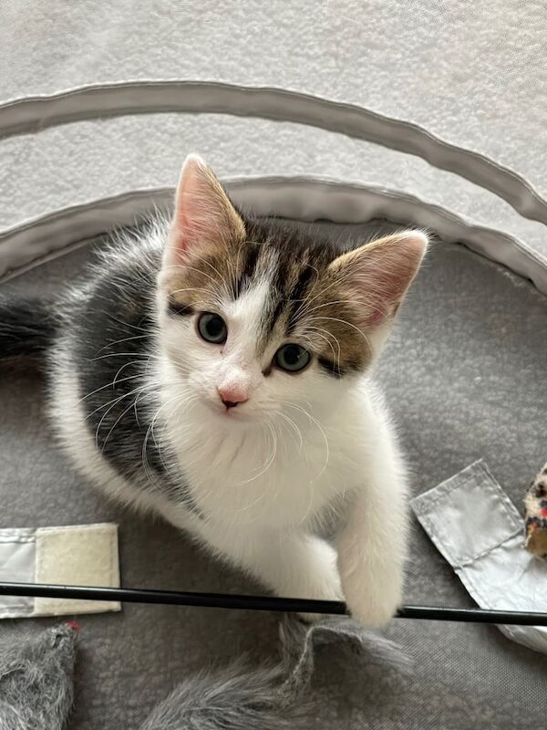 British Shorthair kittens for sale in Shifnal, Shropshire – 10 weeks old