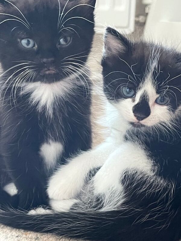 British Shorthair kittens for sale in Shifnal, Shropshire – 10 weeks old - Image 2 of 3
