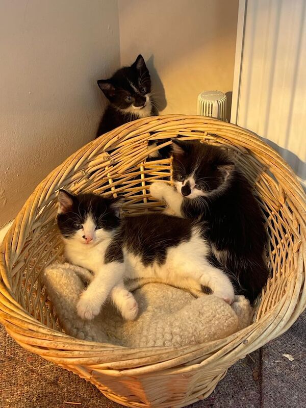 British Shorthair kittens for sale in Shifnal, Shropshire – 10 weeks old - Image 3 of 3