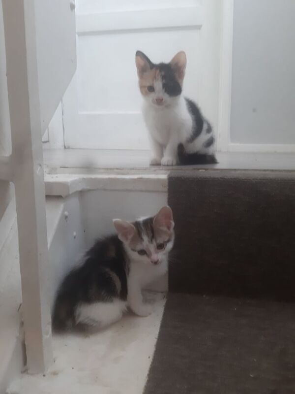 British Shorthair kittens for sale in Coventry, West Midlands – 4 months old