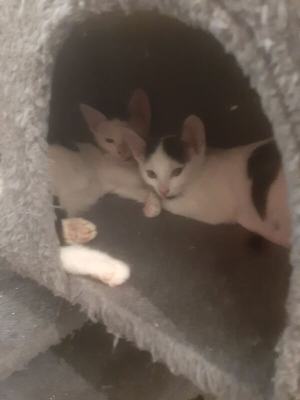 British Shorthair kittens for sale in Coventry, West Midlands – 4 months old - Image 2 of 5