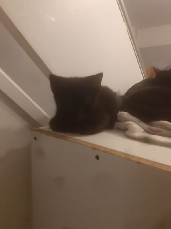 British Shorthair kittens for sale in Coventry, West Midlands – 4 months old - Image 3 of 5