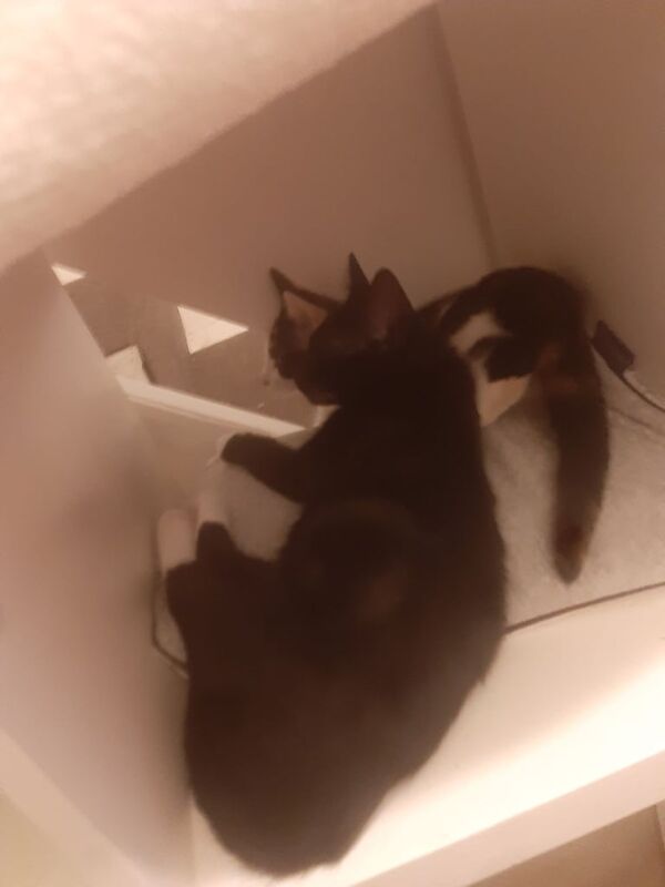 British Shorthair kittens for sale in Coventry, West Midlands – 4 months old - Image 4 of 5