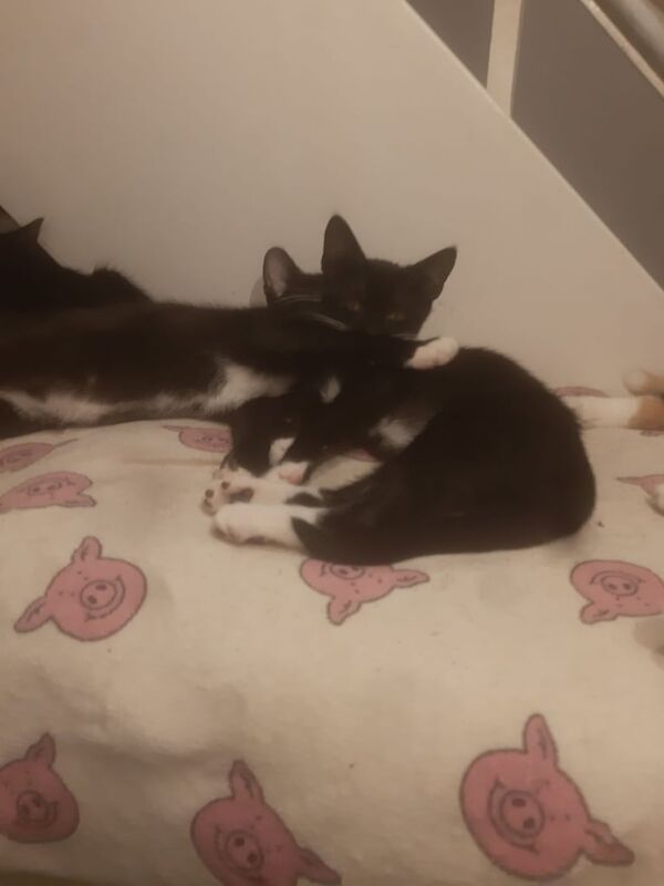 British Shorthair kittens for sale in Coventry, West Midlands – 4 months old - Image 5 of 5