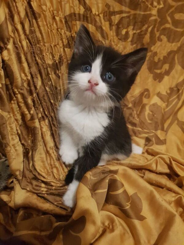 Kittens For Good Homes