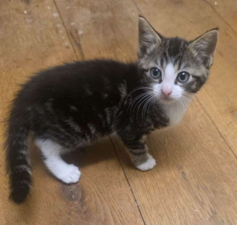 Kittens for Good Homes