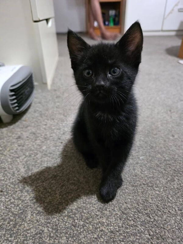 British Shorthair kittens for sale in Hackney, Greater London – 8 weeks old - Image 2 of 3