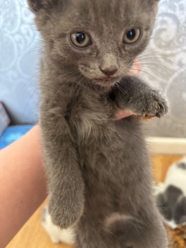 Kittens for sale £100 for sale in Widnes, Cheshire