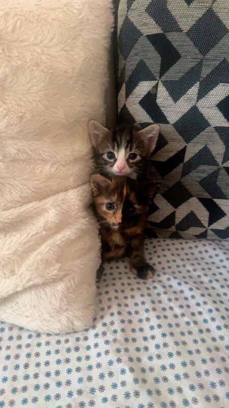 British Shorthair kittens for sale in Uxbridge, Greater London – 8 weeks old